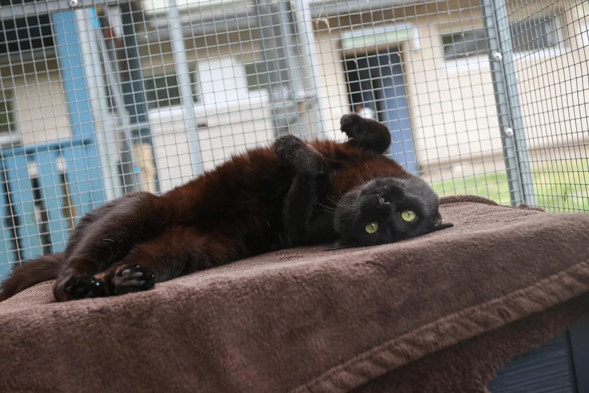 Mia (reserviert) (Freigang), schwarz mixed breed for adoption at Tierheim Karlsruhe, Karlsruhe