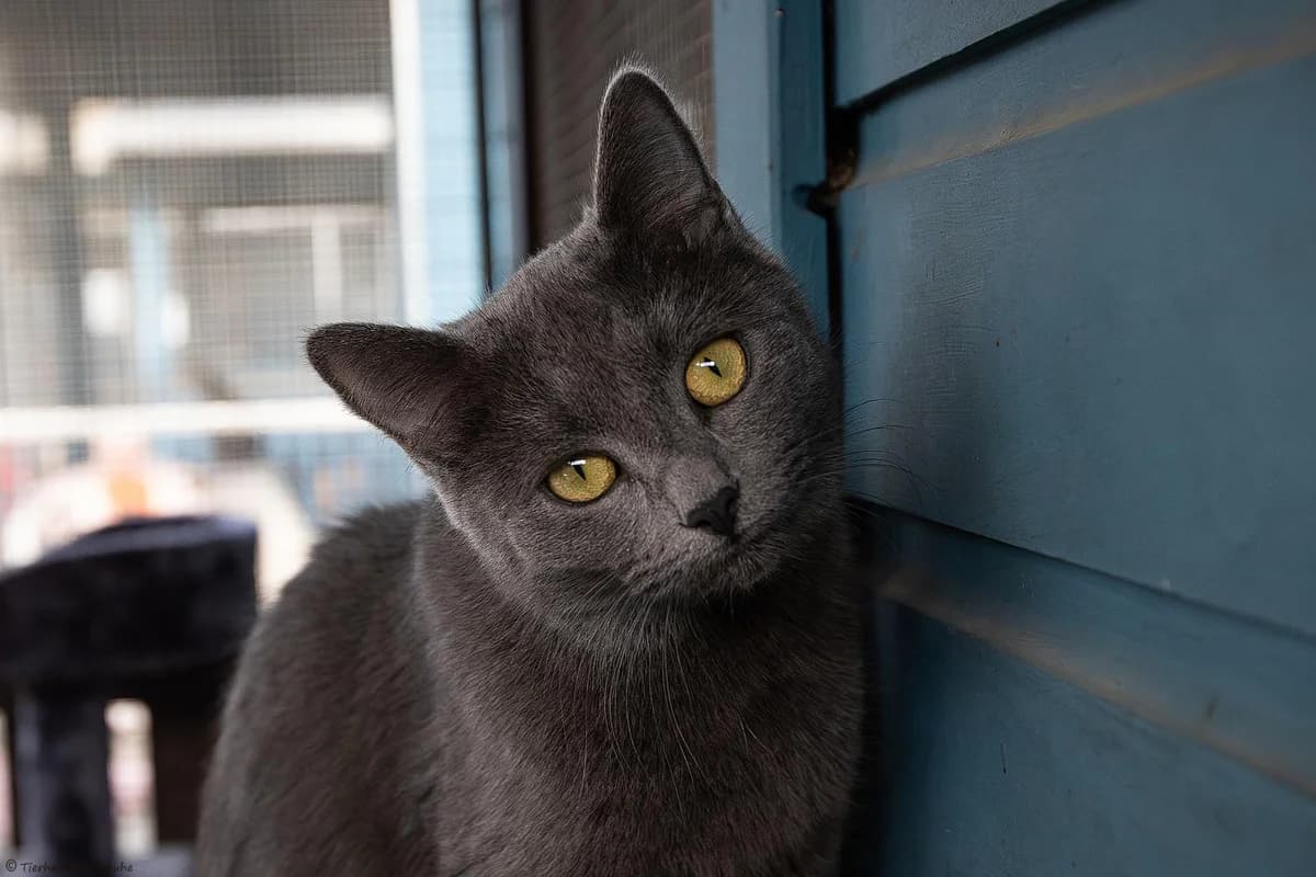 Momo (reserviert) (Wohnungshaltung), grau young mixed breed for adoption at Tierheim Karlsruhe, Karlsruhe