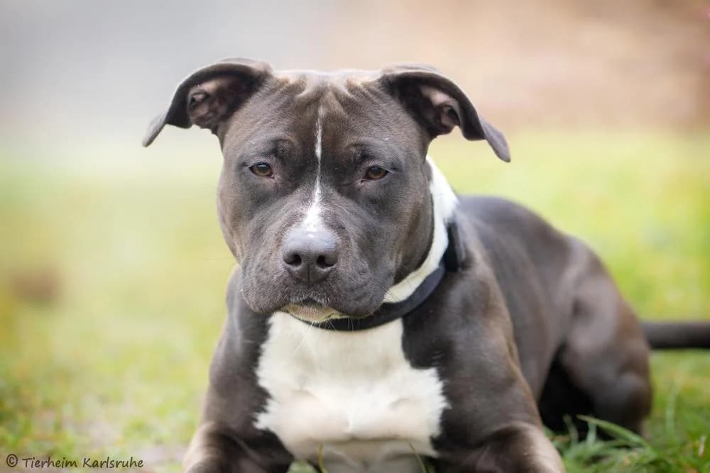 Moni, female young Staffordshire Bull Terrier for adoption at Tierheim Karlsruhe, Karlsruhe