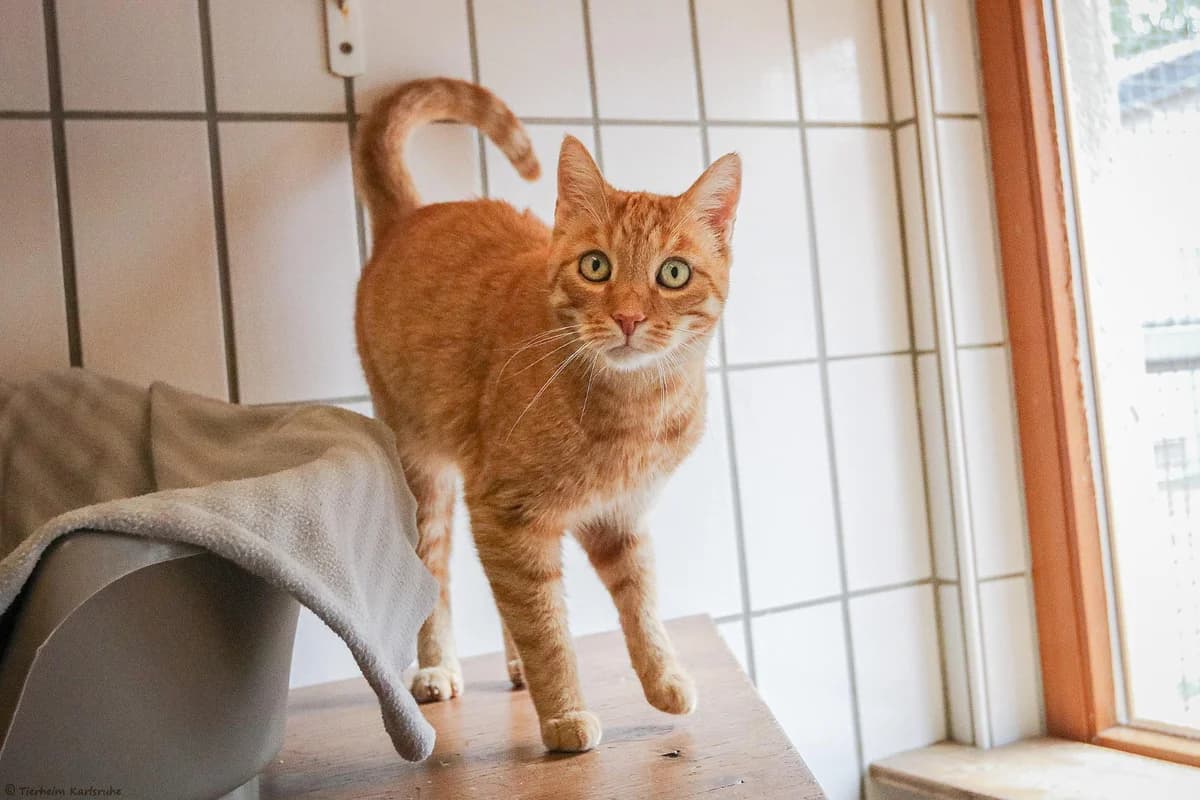Pancake (Freigang), rot getigert senior mixed breed for adoption at Tierheim Karlsruhe, Karlsruhe