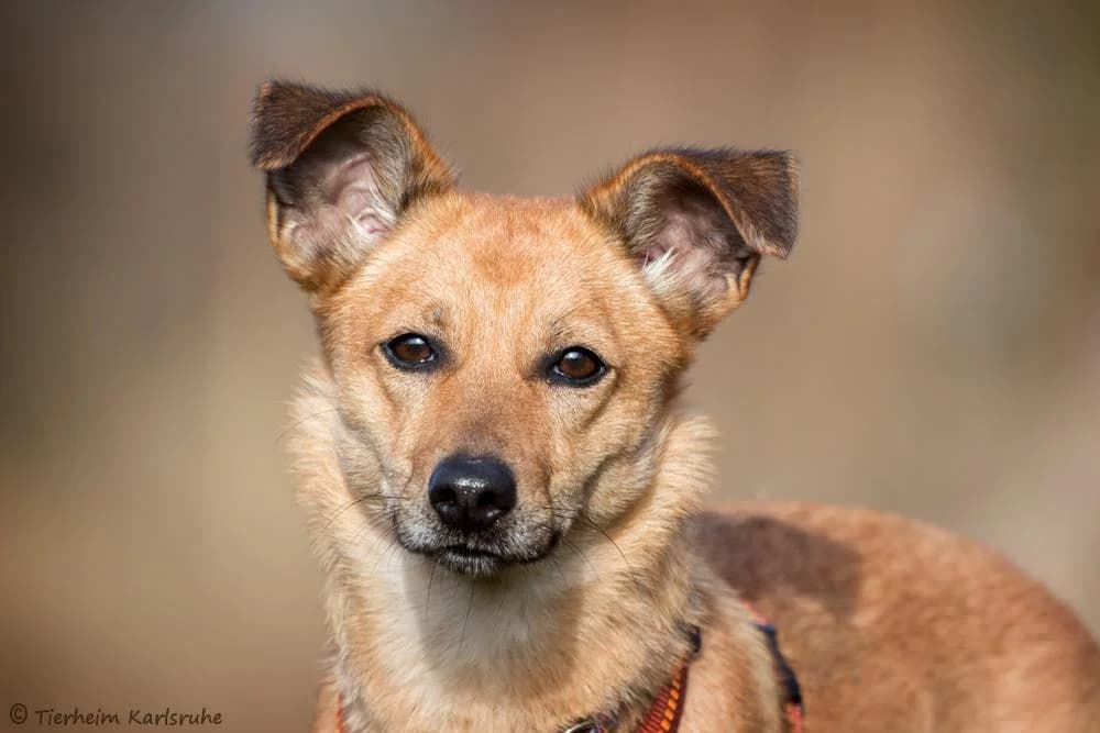 Pepper, female 6yo Mixed Breed for adoption at Tierheim Karlsruhe, Karlsruhe