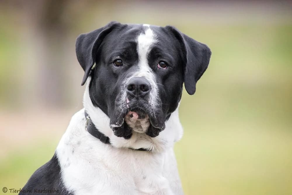 Percy, male senior Mixed Breed for adoption at Tierheim Karlsruhe, Karlsruhe