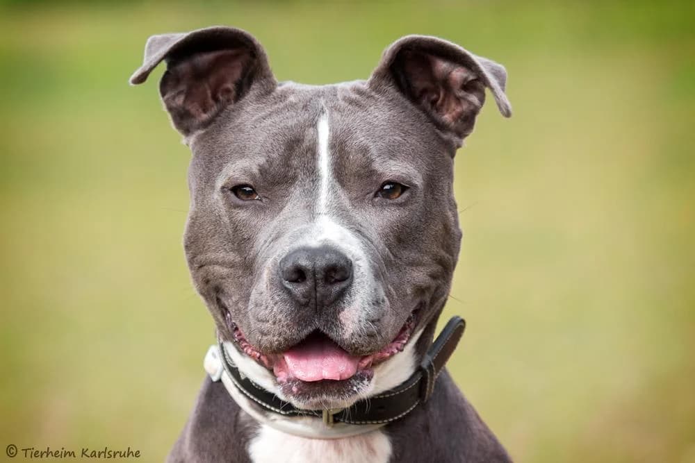 Tyson, male senior Staffordshire Bull Terrier for adoption at Tierheim Karlsruhe, Karlsruhe
