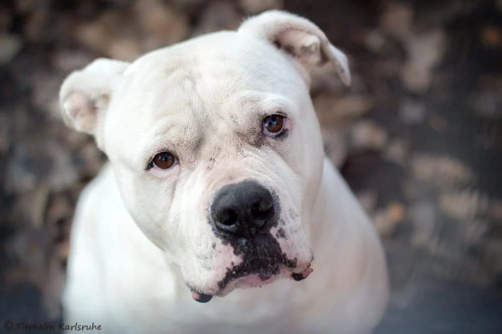 Zeus, male senior English Bulldog for adoption at Tierheim Karlsruhe, Karlsruhe