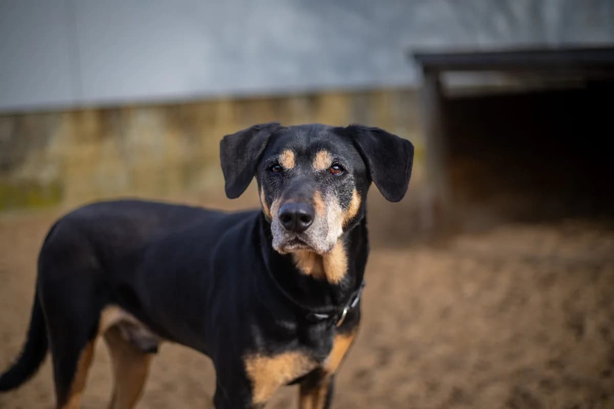 Barny (mit Video), schwarz/braun male Mixed Breed for adoption at Tierheim Uhlenkrog Kiel, Kiel
