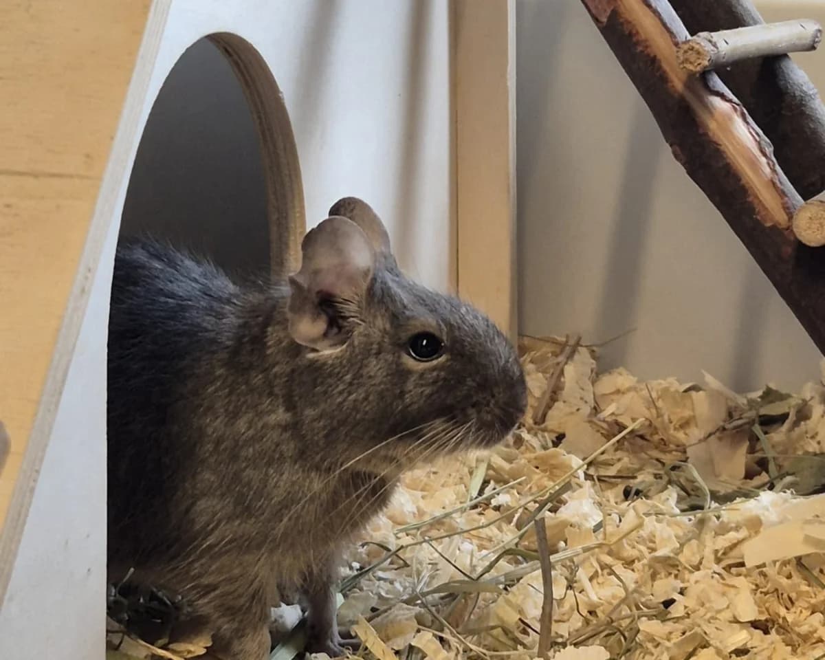 Degu Klößchen, wildbraun male mixed breed for adoption at Tierheim Uhlenkrog Kiel, Kiel