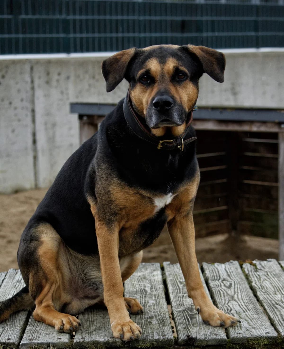 Fiete, braun-schwarz male Rottweiler for adoption at Tierheim Uhlenkrog Kiel, Kiel