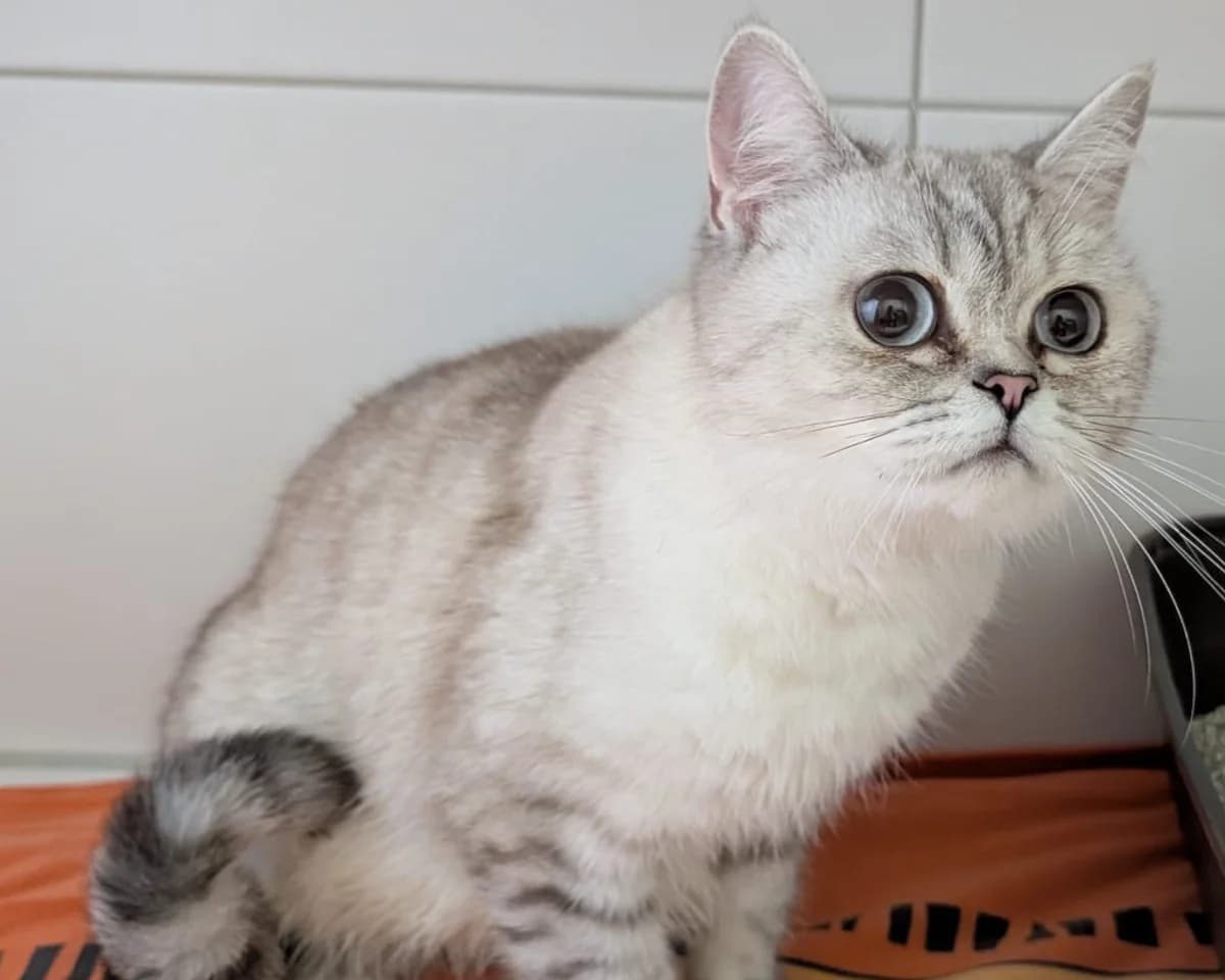 Ivana (Anfragestopp), grau, silber-weiß female British Shorthair for adoption at Tierheim Uhlenkrog Kiel, Kiel