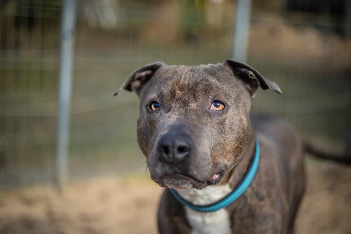 Jason, braun gestromt male Staffordshire Bull Terrier for adoption at Tierheim Uhlenkrog Kiel, Kiel