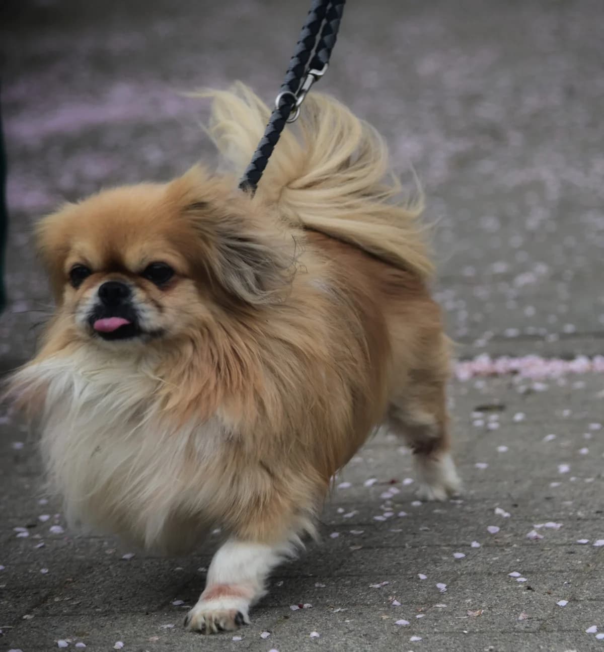 Kriki( reserviert), weiß/grau/braun male mixed breed for adoption at Tierheim Uhlenkrog Kiel, Kiel