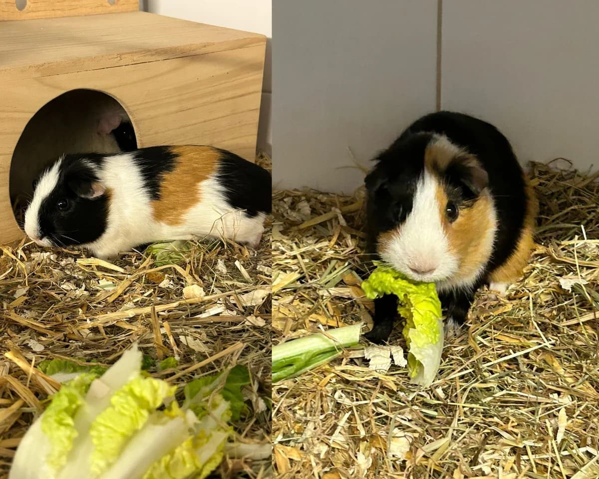 Krokus & Distel, weiß-braun-schwarz male mixed breed for adoption at Tierheim Uhlenkrog Kiel, Kiel