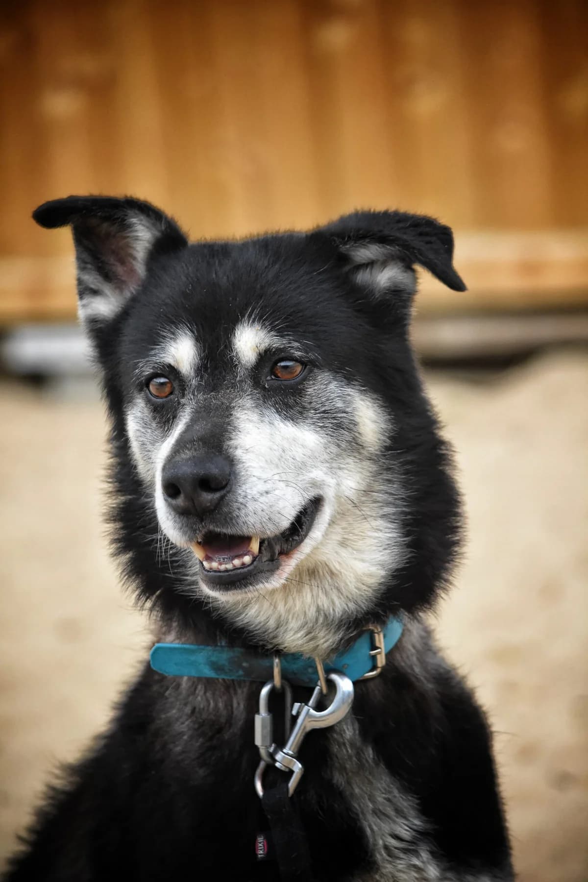 Luke, schwarz mit weiß/beige male Husky for adoption at Tierheim Uhlenkrog Kiel, Kiel