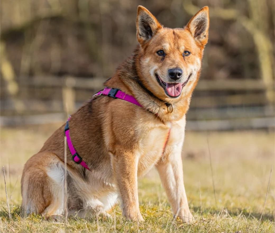 Mailo (Vermittlungshilfe), hellbraun,beige male 5yo Mixed Breed for adoption at Tierheim Uhlenkrog Kiel, Kiel