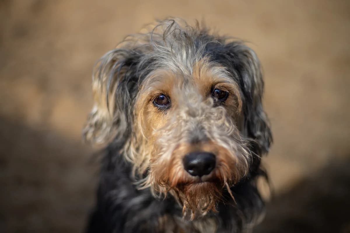 Maxel (reserviert Anfragestopp), braun male Yorkshire Terrier for adoption at Tierheim Uhlenkrog Kiel, Kiel