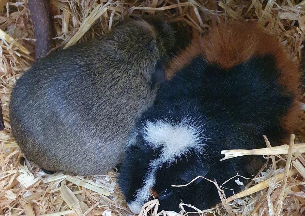 Meerschweinchen Jill & Jack, rot/weiß/braun male young mixed breed for adoption at Tierheim Uhlenkrog Kiel, Kiel