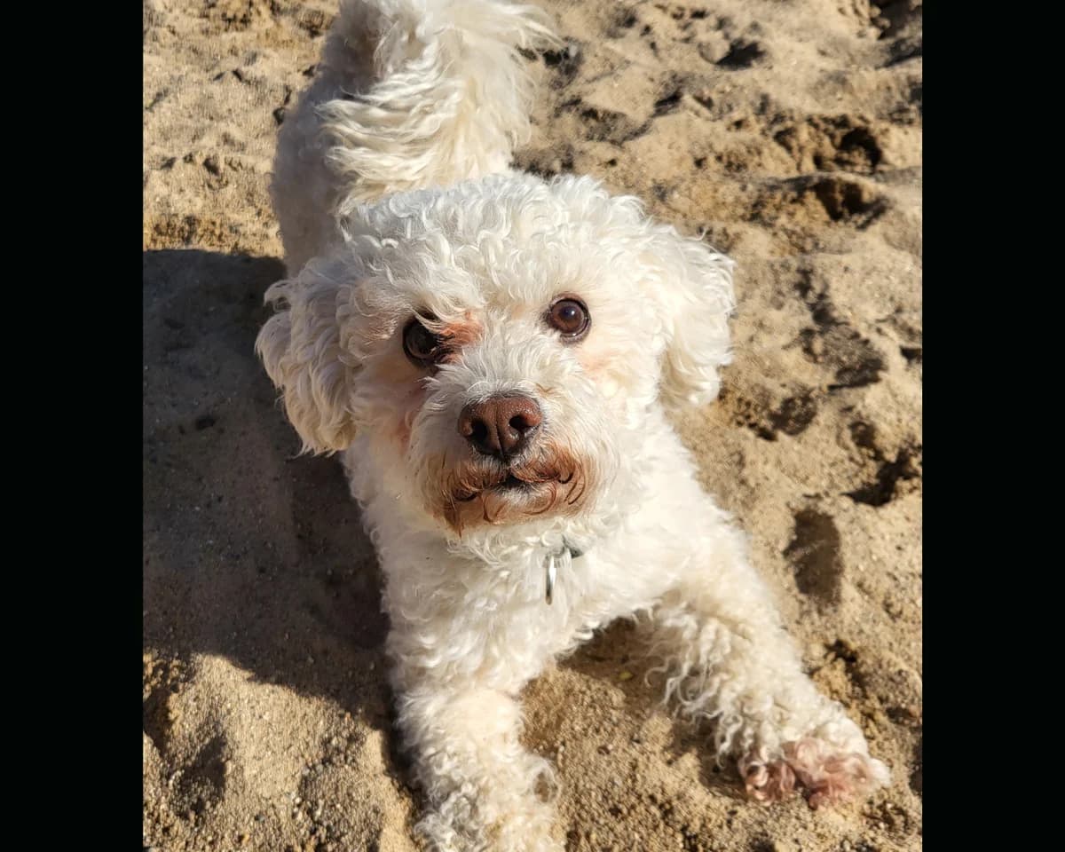 Moose, weiß male Poodle for adoption at Tierheim Uhlenkrog Kiel, Kiel