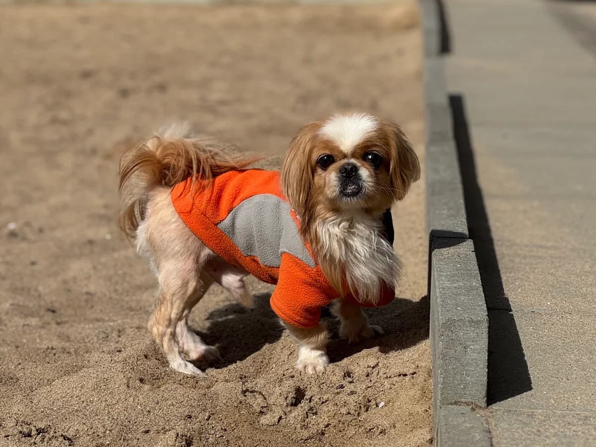 Mushu, weiß/beige male mixed breed for adoption at Tierheim Uhlenkrog Kiel, Kiel