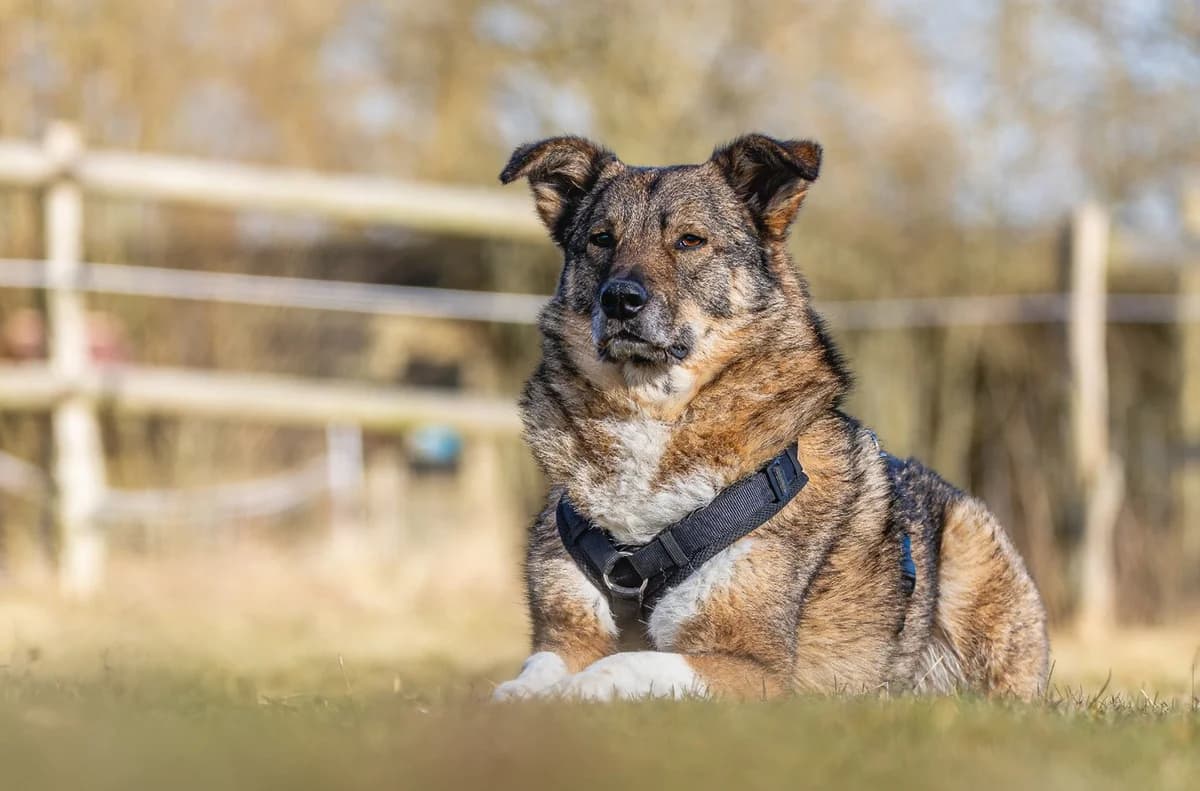 Oskar (Vermittlungshilfe), braun, schwarz, weiß male 7yo Mixed Breed for adoption at Tierheim Uhlenkrog Kiel, Kiel