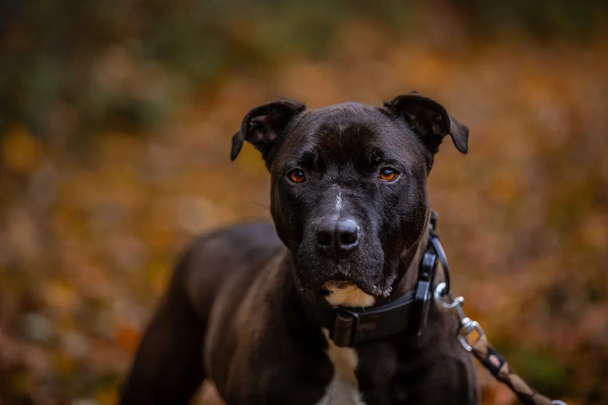 Paddy, schwarz male Staffordshire Bull Terrier for adoption at Tierheim Uhlenkrog Kiel, Kiel