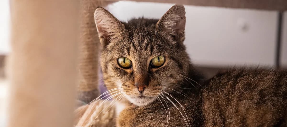 Paul, braun getigert male 7yo European Shorthair for adoption at Tierheim Uhlenkrog Kiel, Kiel