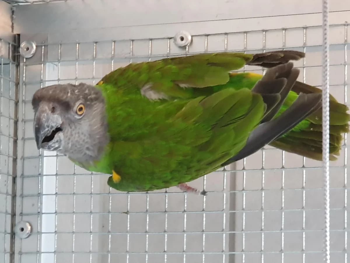 Senegal Papageienpaar Volker & Ilse( Anfragestop), grau-grün male mixed breed for adoption at Tierheim Uhlenkrog Kiel, Kiel