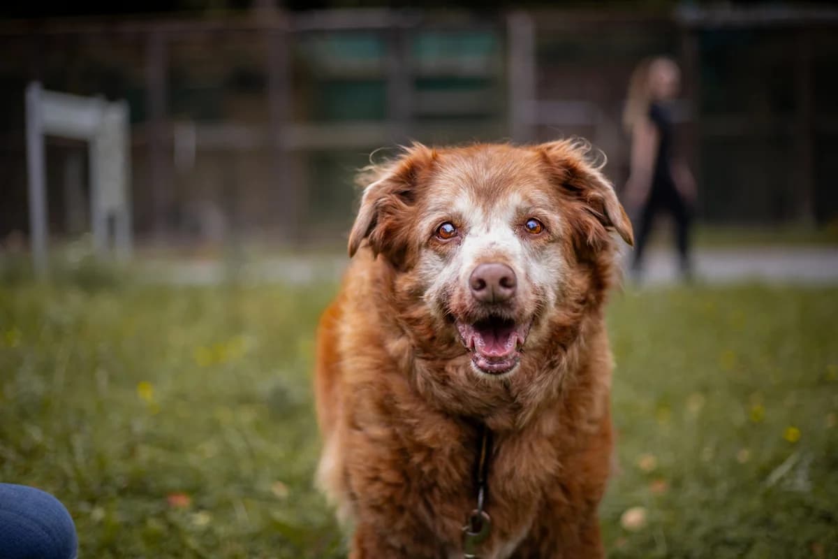 Shady (Patenschaften), braun female Australian Shepherd for adoption at Tierheim Uhlenkrog Kiel, Kiel