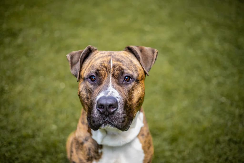Timur, braun gestromt male 3yo American Bully for adoption at Tierheim Uhlenkrog Kiel, Kiel