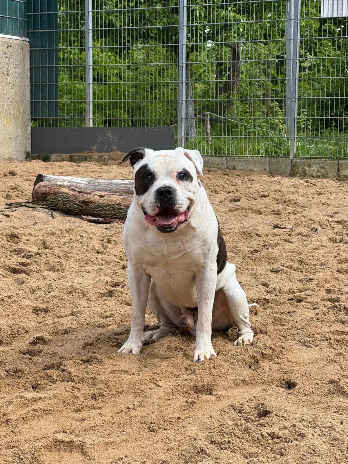 Vector, weiß braun male senior mixed breed for adoption at Tierheim Uhlenkrog Kiel, Kiel
