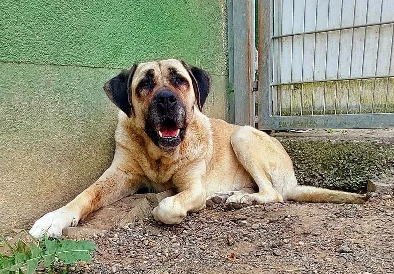 Bambi, senior Mixed Breed for adoption at Tierheim Kirchheimbolanden