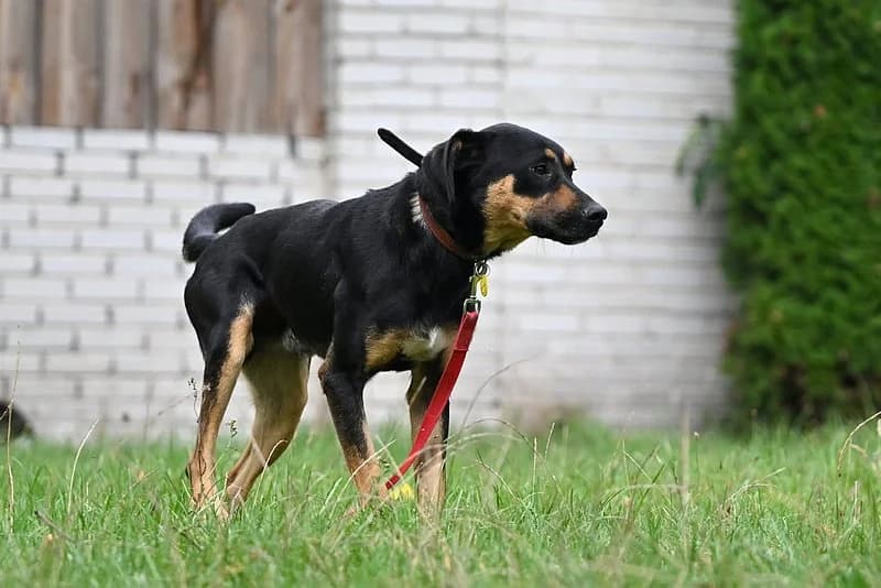 Bez Extern, male 3yo Mixed Breed for adoption at Tierheim Kirchheimbolanden