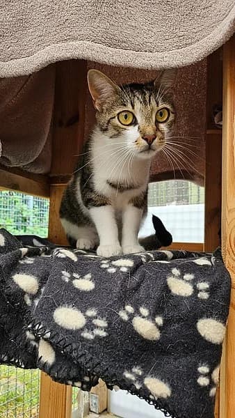Blue Berry Und Batist, 3yo Mixed Breed for adoption at Tierheim Kirchheimbolanden