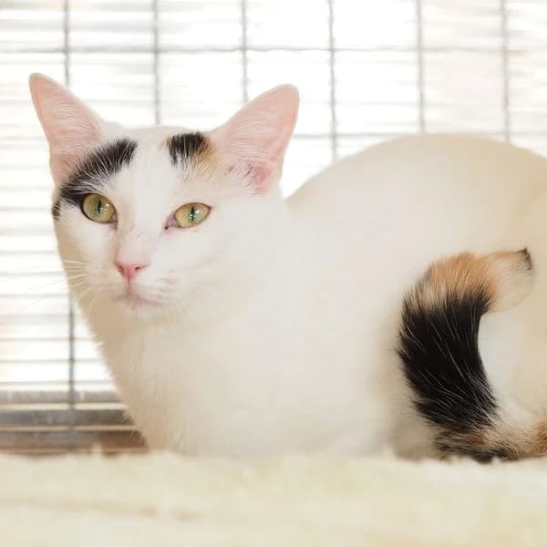 Heli, 4yo Mixed Breed for adoption at Tierheim Kirchheimbolanden
