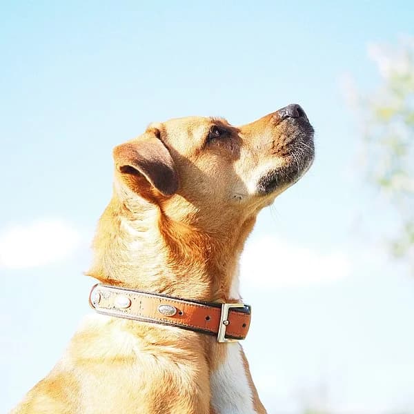 Jeany, senior Mixed Breed for adoption at Tierheim Kirchheimbolanden