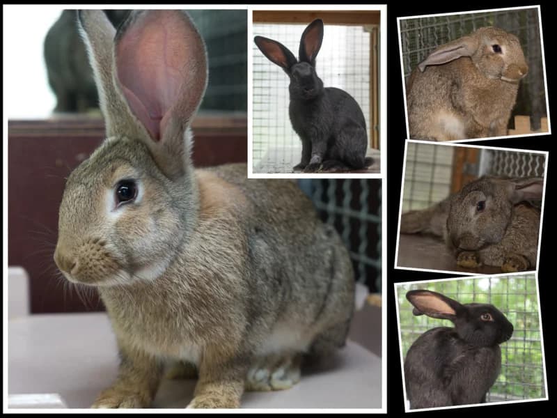 Kaninchen, young Mixed Breed for adoption at Tierheim Kirchheimbolanden