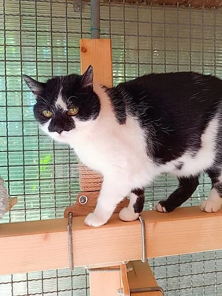 Knoedel, senior Mixed Breed for adoption at Tierheim Kirchheimbolanden