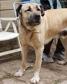 Kurt, male 7yo mixed breed for adoption at Tierheim Kirchheimbolanden