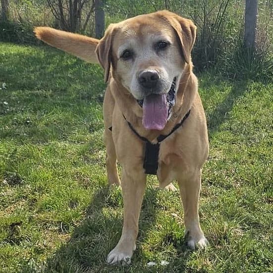 Lava, 7yo Mixed Breed for adoption at Tierheim Kirchheimbolanden