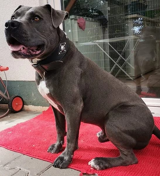 Loki, senior Mixed Breed for adoption at Tierheim Kirchheimbolanden