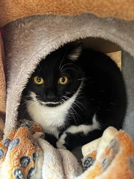 Oreo, young Mixed Breed for adoption at Tierheim Kirchheimbolanden