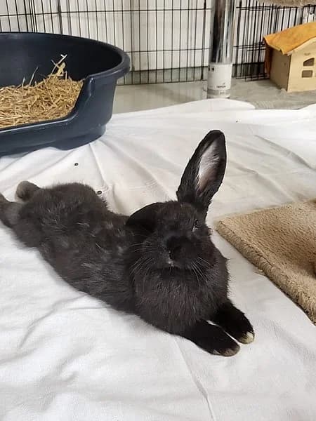 Tiva, 4yo Mixed Breed for adoption at Tierheim Kirchheimbolanden