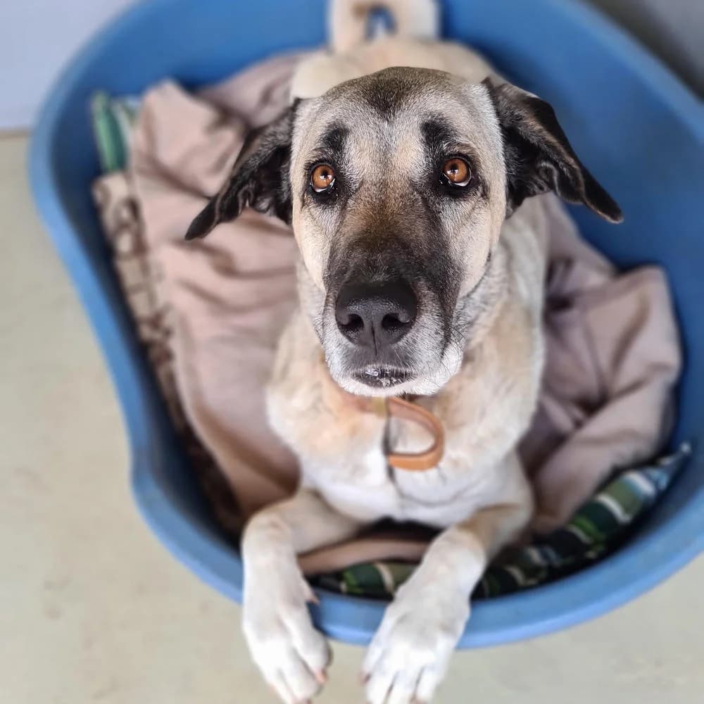 Ronja, senior Mixed Breed for adoption at Tierheim Kleinheubach