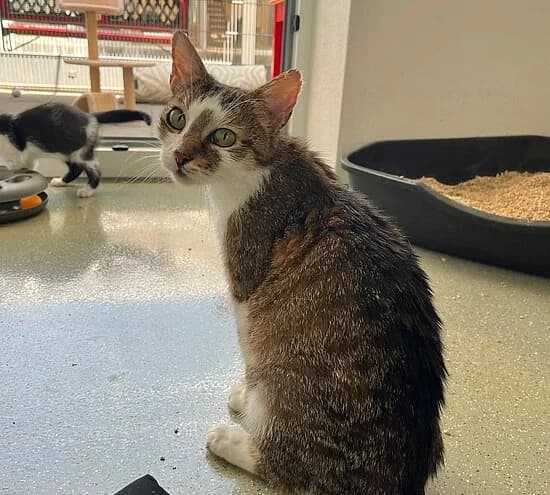 Weser, female 4yo European Shorthair for adoption at Tierheim Koblenz, Koblenz