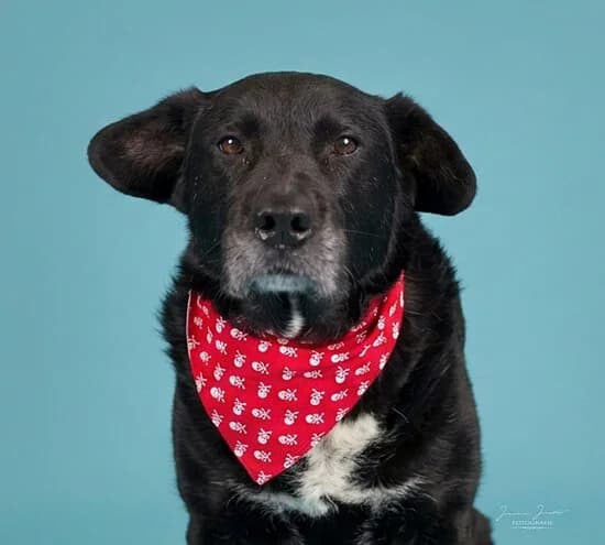 Kurt, male senior Mixed Breed for adoption at Tierheim Koblenz, Koblenz