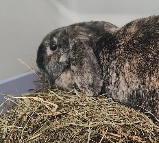 Paula, female young mixed breed for adoption at Tierheim Koblenz, Koblenz