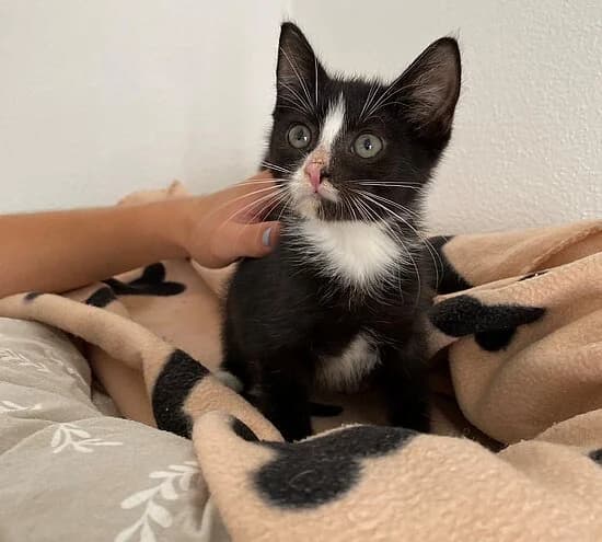 Cello, puppy European Shorthair for adoption at Tierheim Koblenz, Koblenz