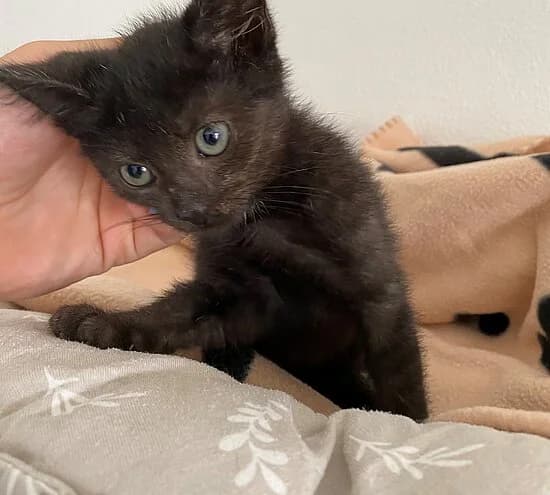 Bratsche, puppy European Shorthair for adoption at Tierheim Koblenz, Koblenz