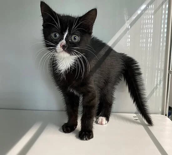 Ukulele, puppy European Shorthair for adoption at Tierheim Koblenz, Koblenz