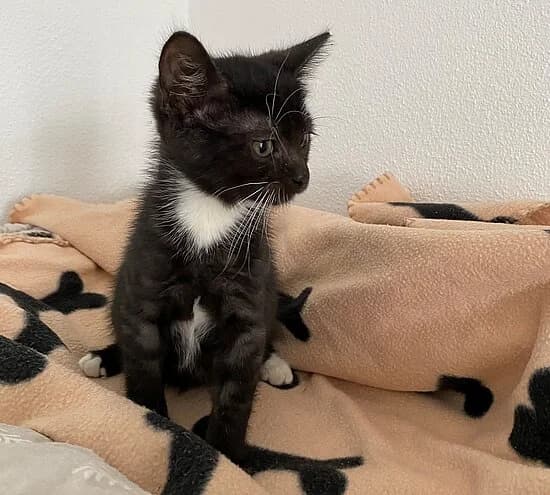 Piano, puppy European Shorthair for adoption at Tierheim Koblenz, Koblenz