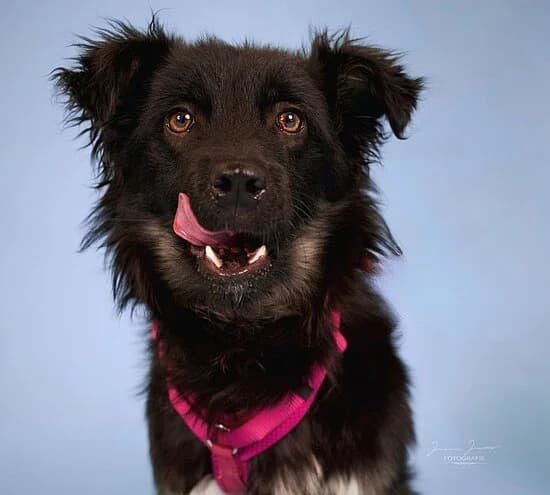 Remy, male young Mixed Breed for adoption at Tierheim Koblenz, Koblenz