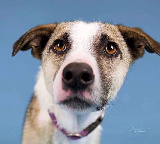 Shania, male young Mixed Breed for adoption at Tierheim Koblenz, Koblenz
